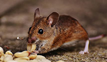 24 Hour & Emergency Exterminators in Sepulpa, OK